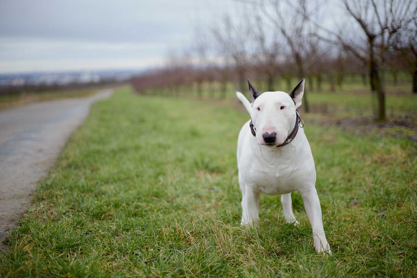 guida completa sul bull terrier miniature: aspetto, carattere, salute, storia, alimentazione, toelettatura e molto altro