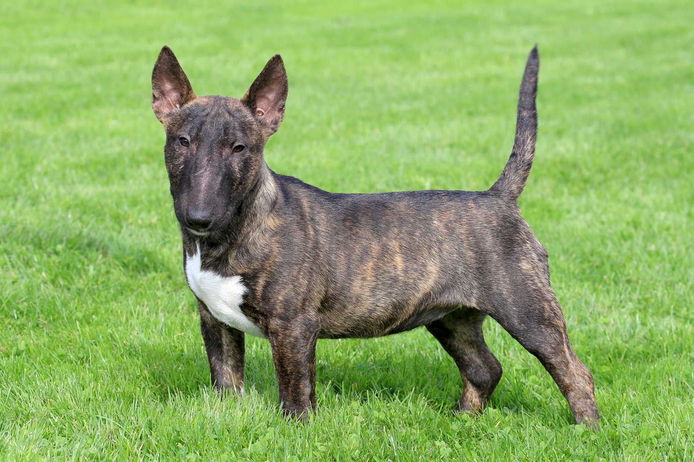 guida completa sul bull terrier miniature: aspetto, carattere, salute, storia, alimentazione, toelettatura e molto altro