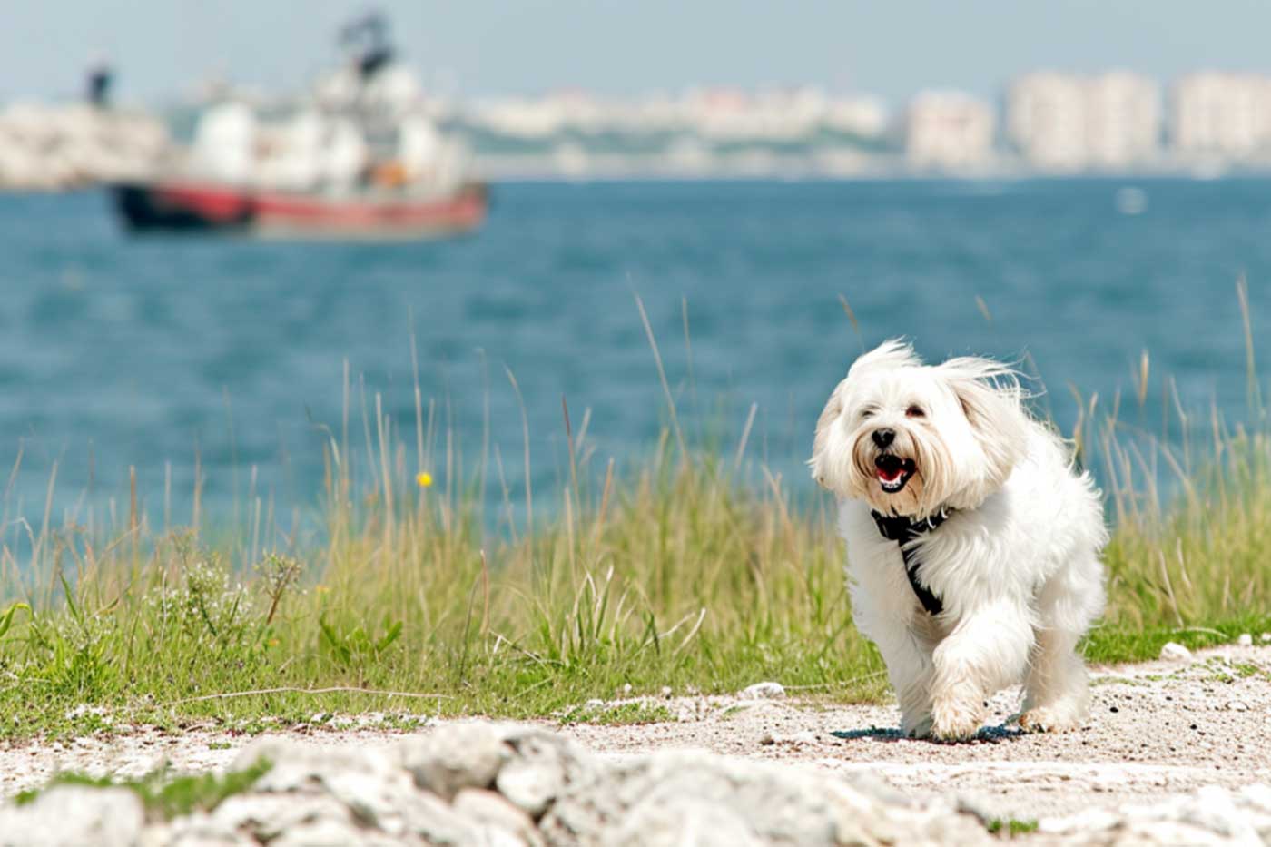 guida completa sul coton de tulear: aspetto, carattere, salute, storia, alimentazione, toelettatura e molto altro