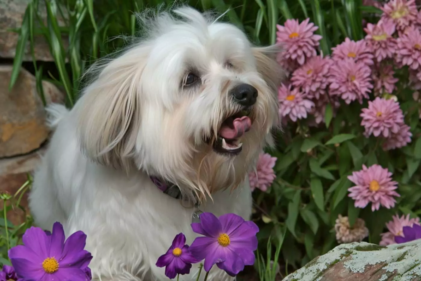guida completa sul coton de tulear: aspetto, carattere, salute, storia, alimentazione, toelettatura e molto altro