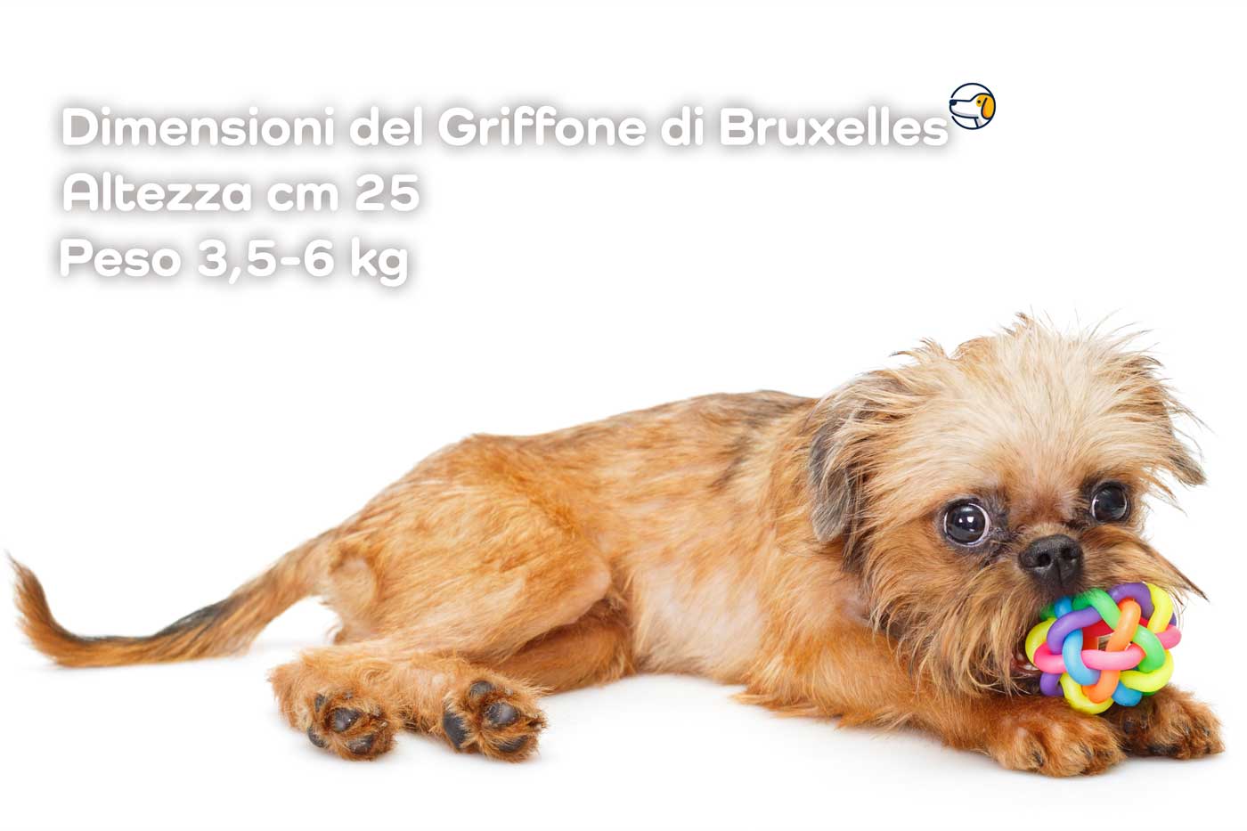 dimensioni griff brux