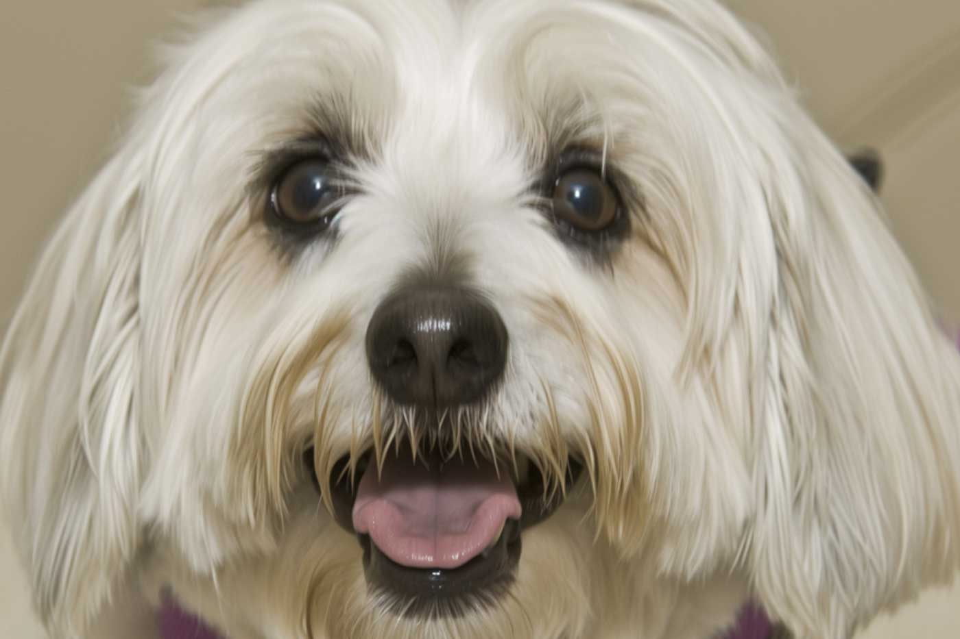 guida completa sul coton de tulear: aspetto, carattere, salute, storia, alimentazione, toelettatura e molto altro