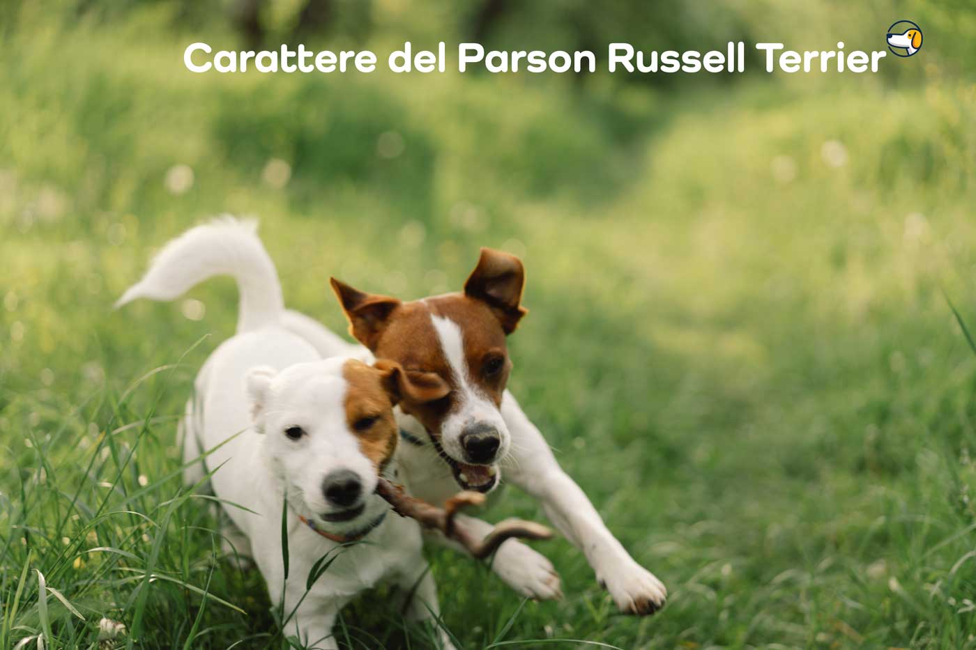 parson russell carattere
