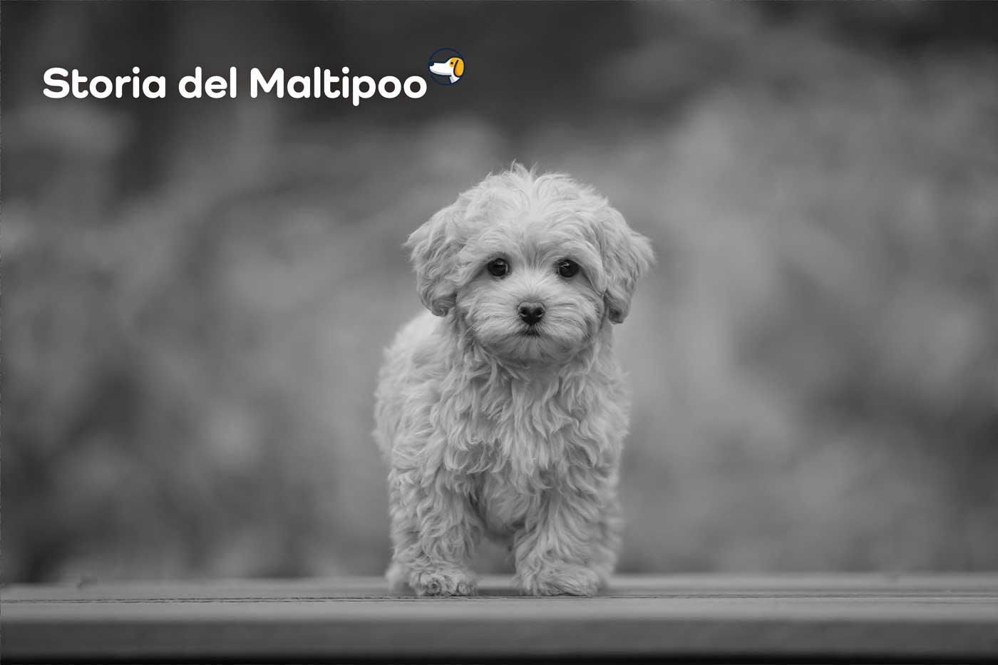 storia maltipoo