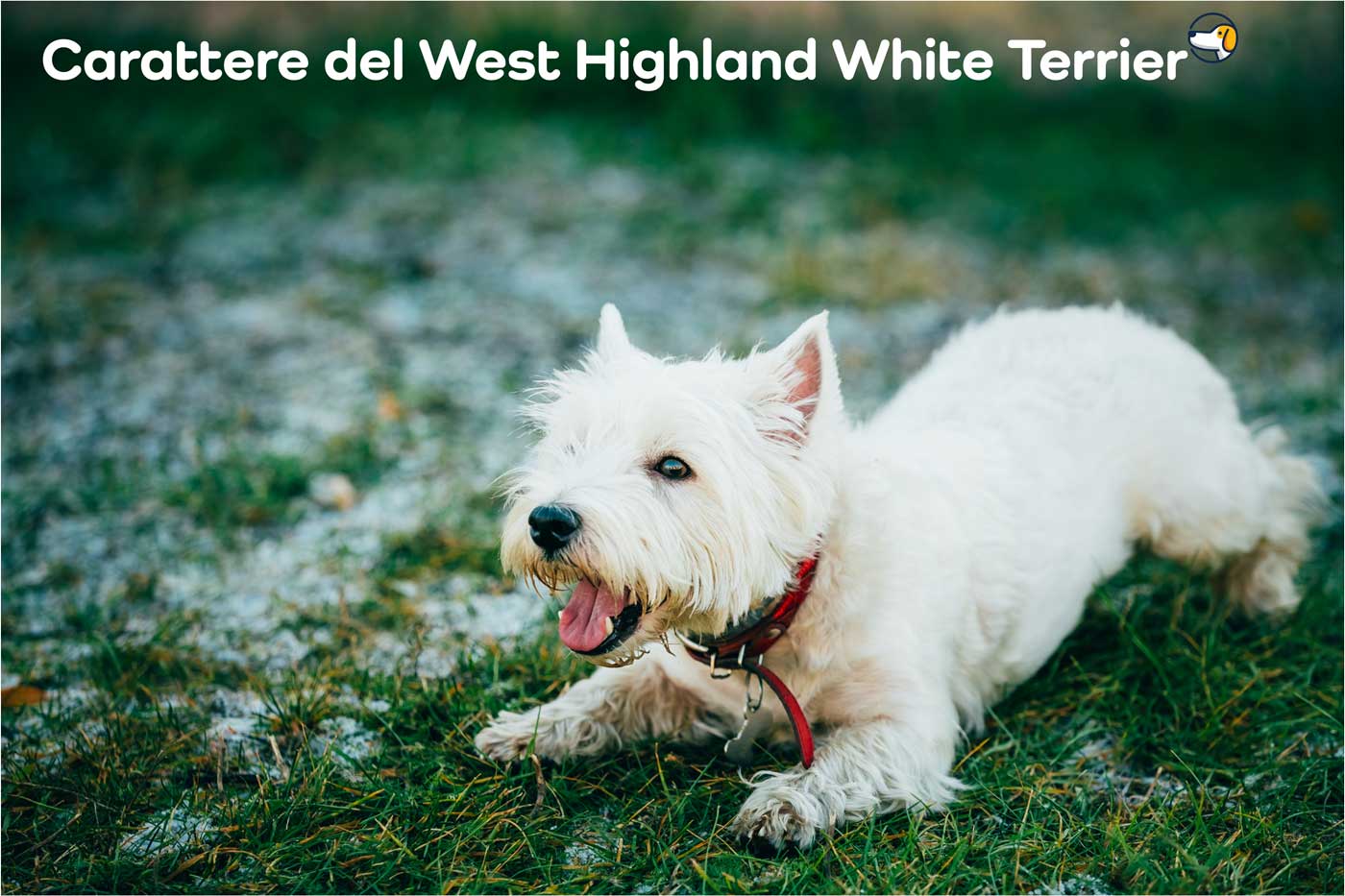 westie carattere