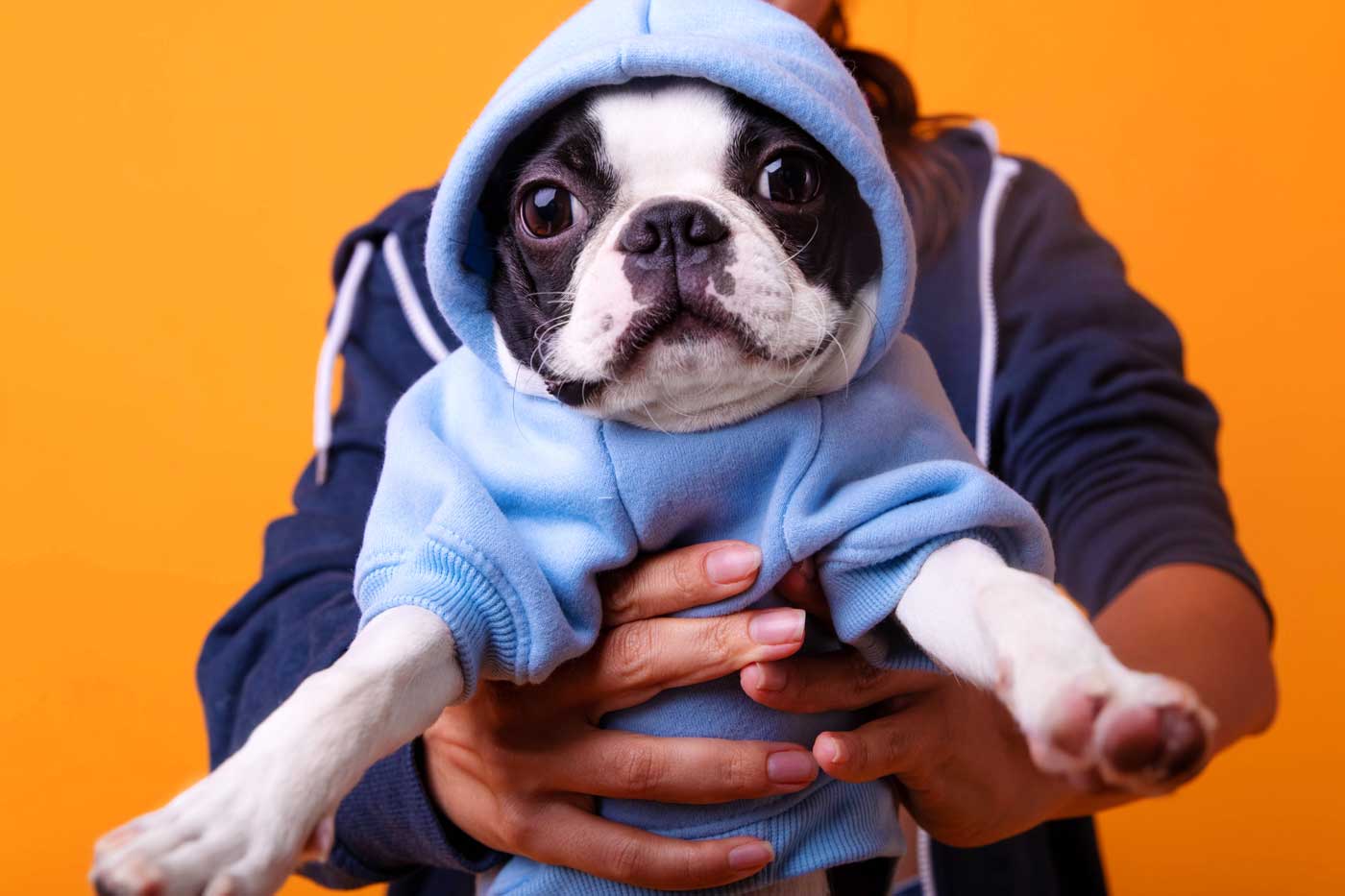 guida completa sul boston terrier: aspetto, carattere, salute, storia, alimentazione, toelettatura e molto altro