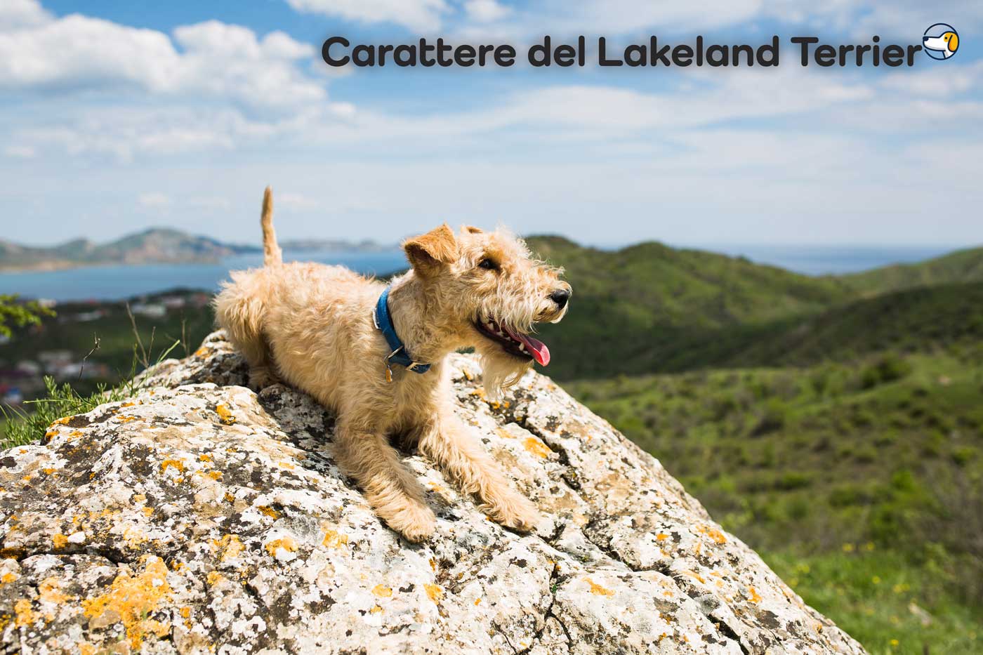 Carattere Lakeland Terrier