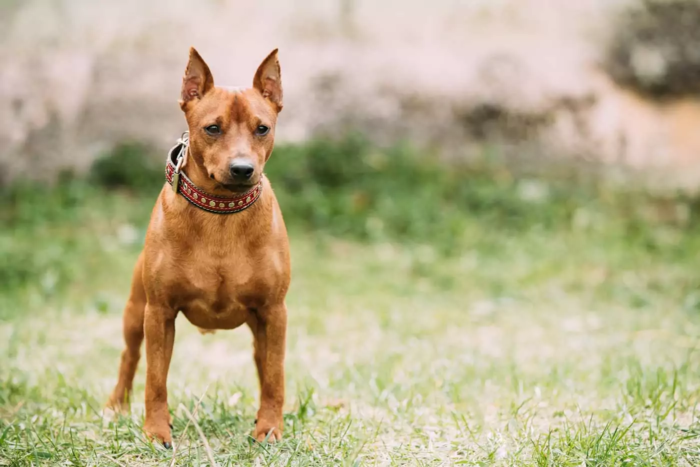 pinscher nano