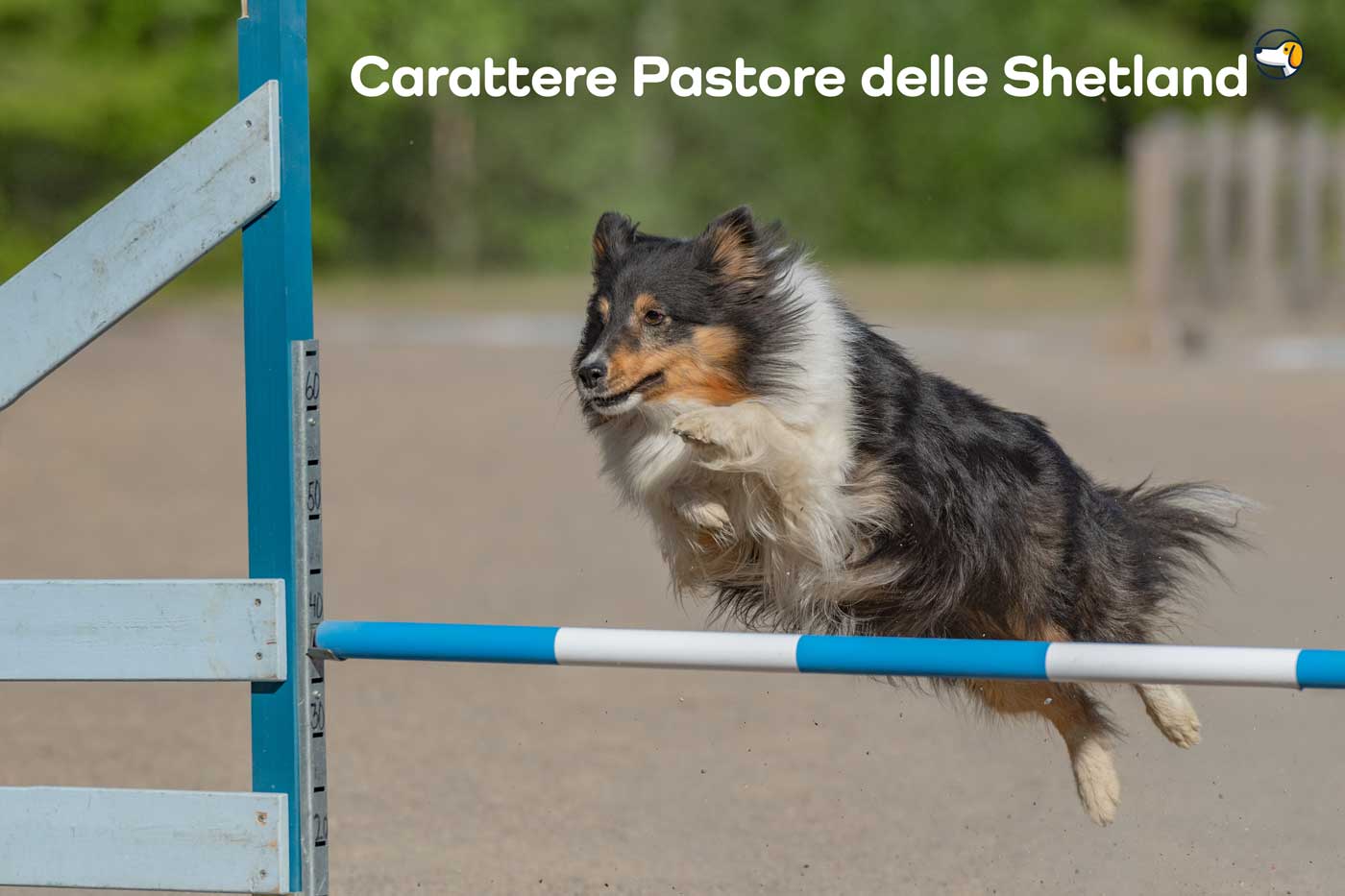 Carattere Pastore delle Shetland