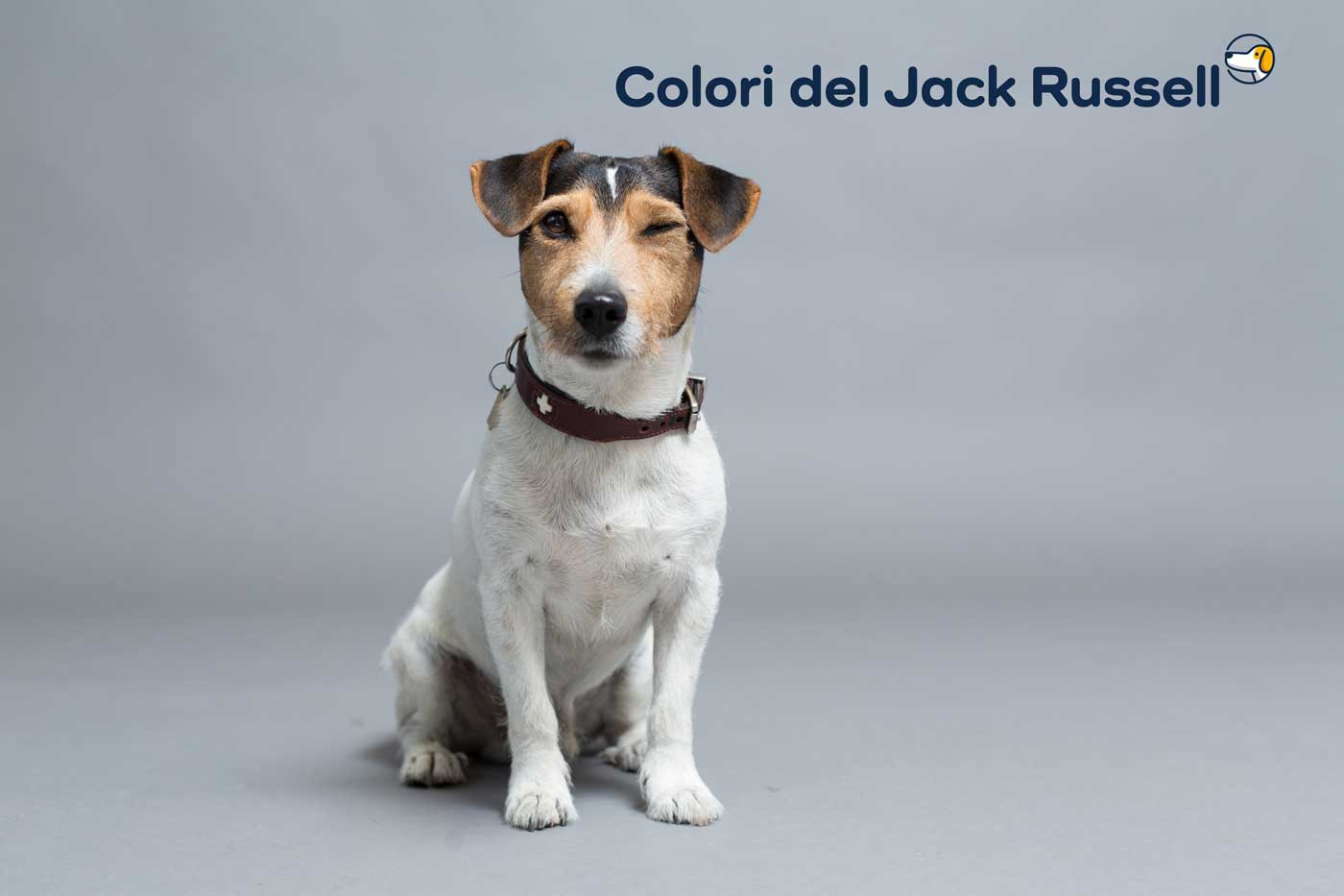 colori jack