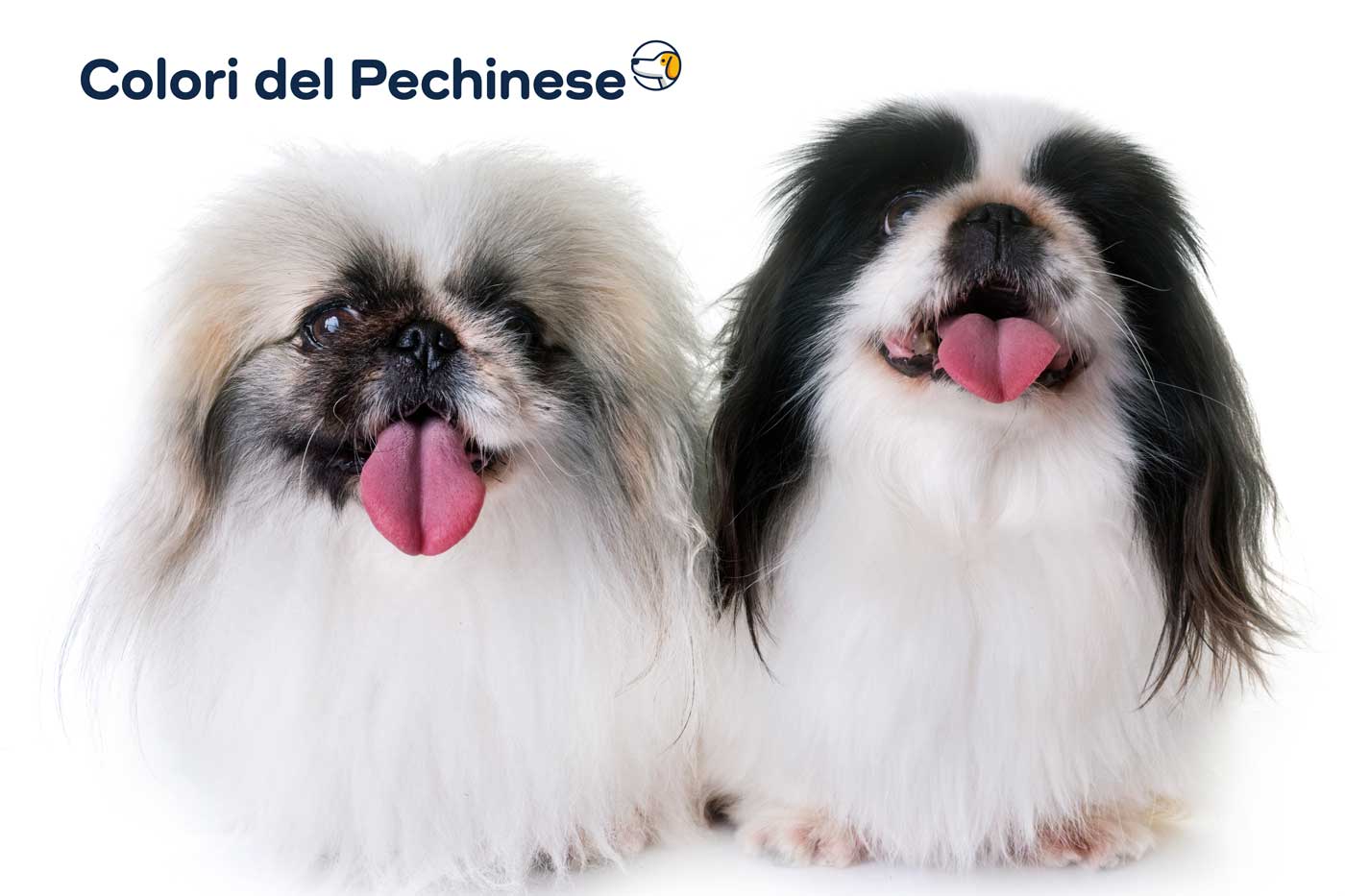 Pechinese