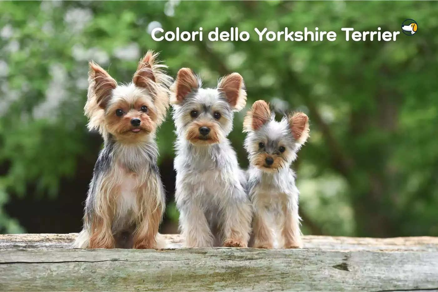 colori yorkie