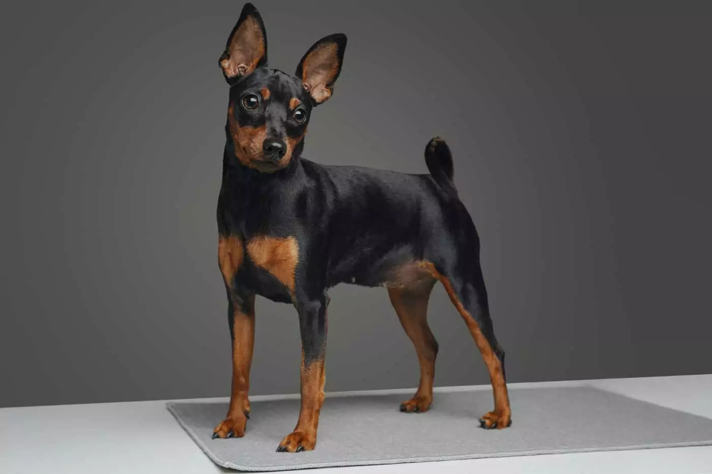 pinscher nano