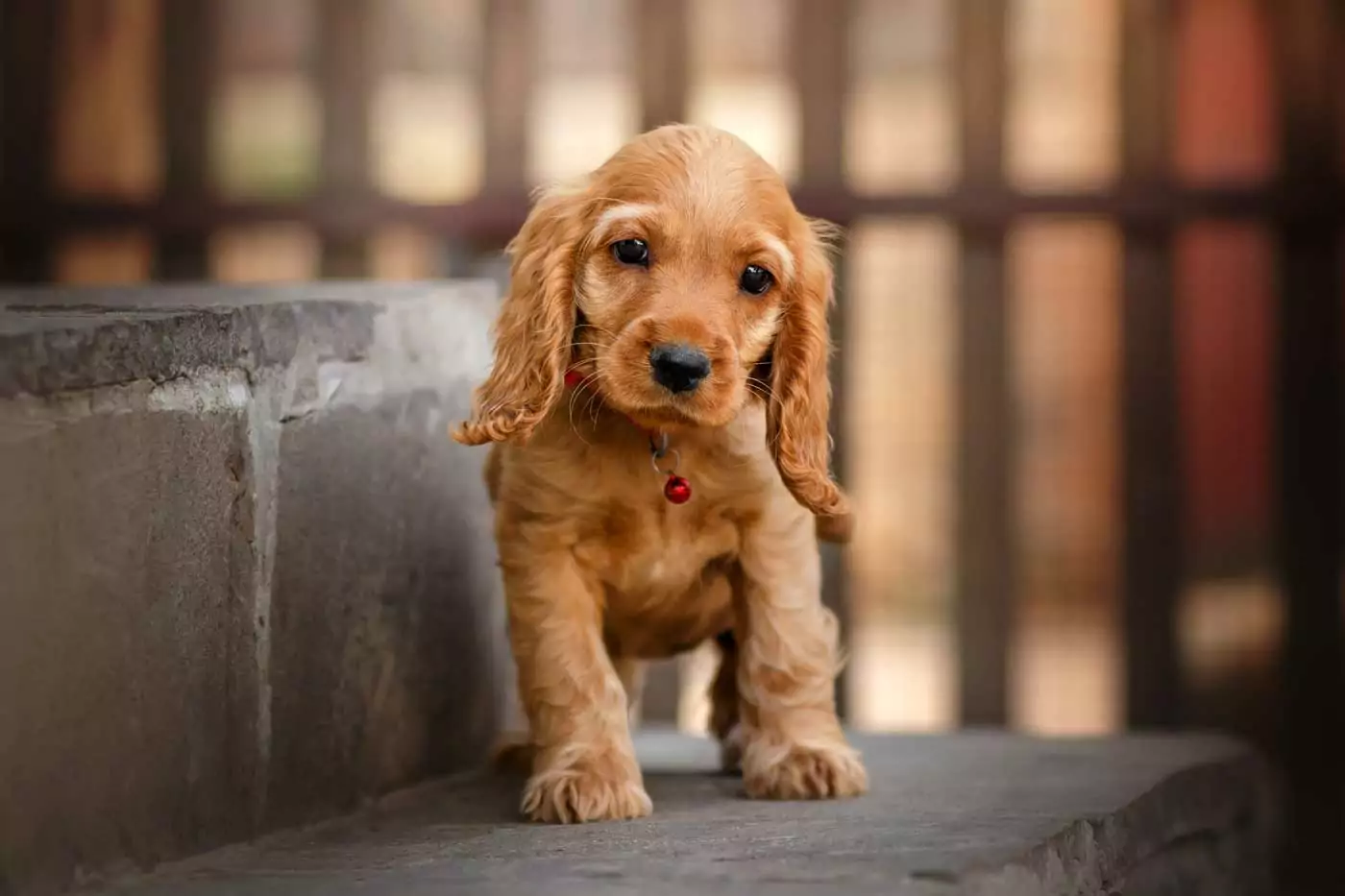 guida completa sul border terrier: aspetto, carattere, salute, storia, alimentazione, toelettatura, addestramento e molto altro