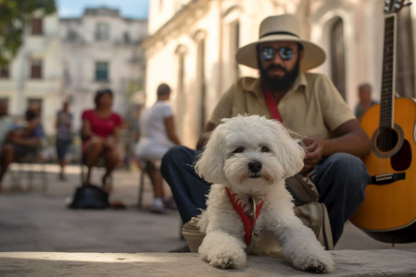 guida completa sul cane bolognese: scopri tutto su storia, aspetto, carattere, salute, alimentazione e toelettatura di questa splendida razza canina tutta italiana.