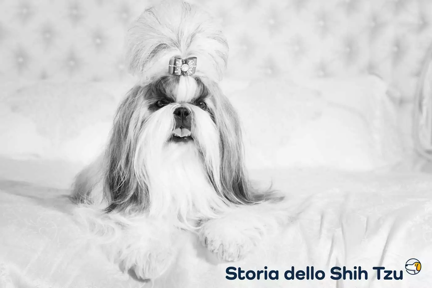 storia shih