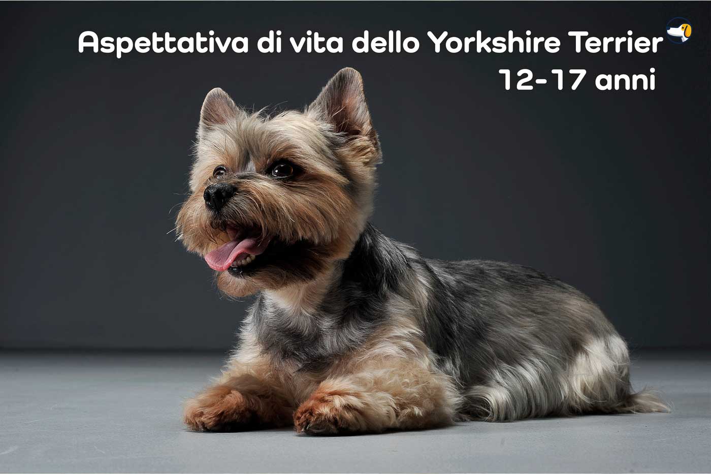 vita yorkie