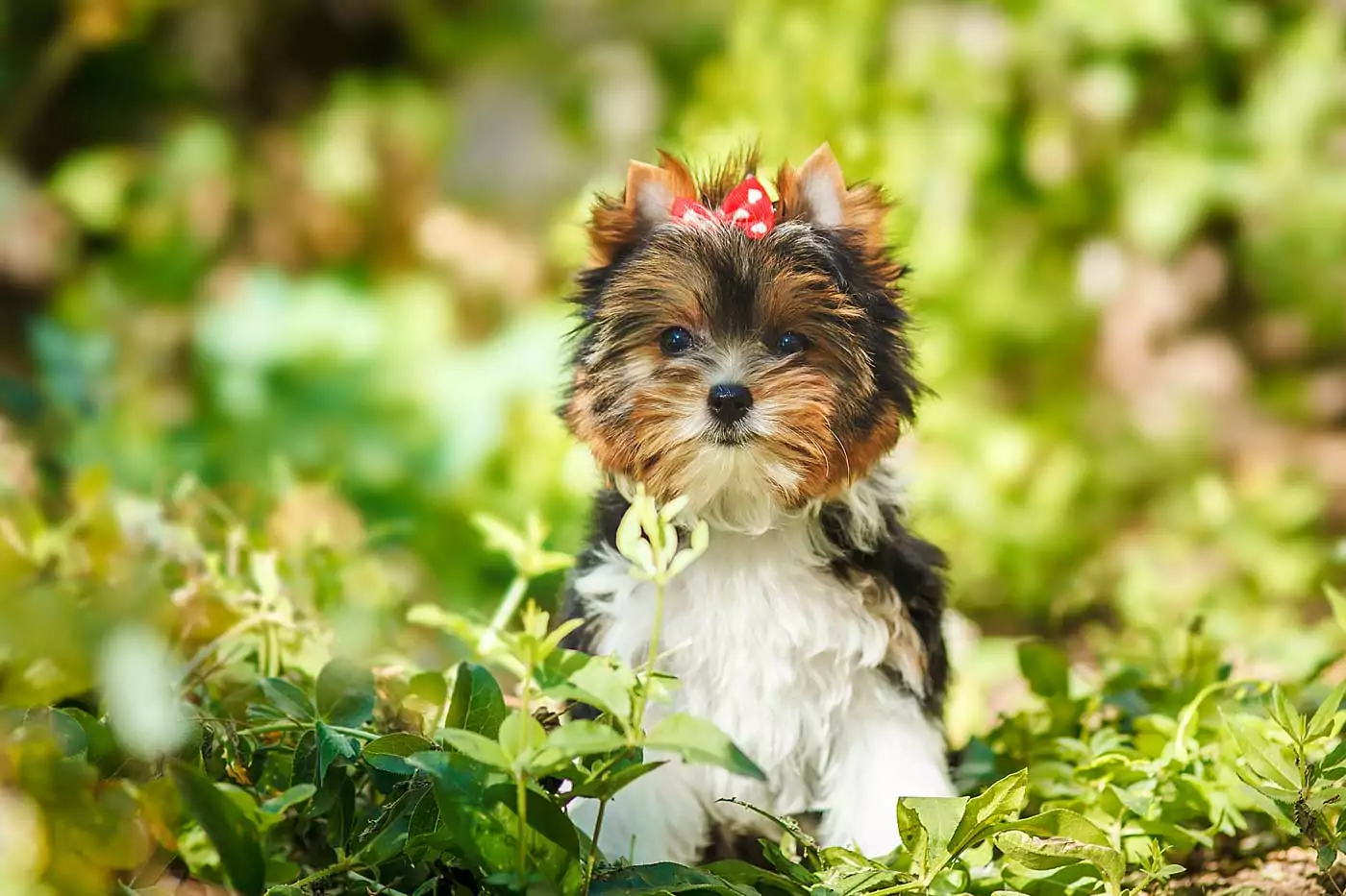 guida completa al biewer terrier, lo yorkshire bianco: storia, aspetto, carattere, toelettatura, salute e alimentazione, oltre a tutte le domande frequenti sulla razza.