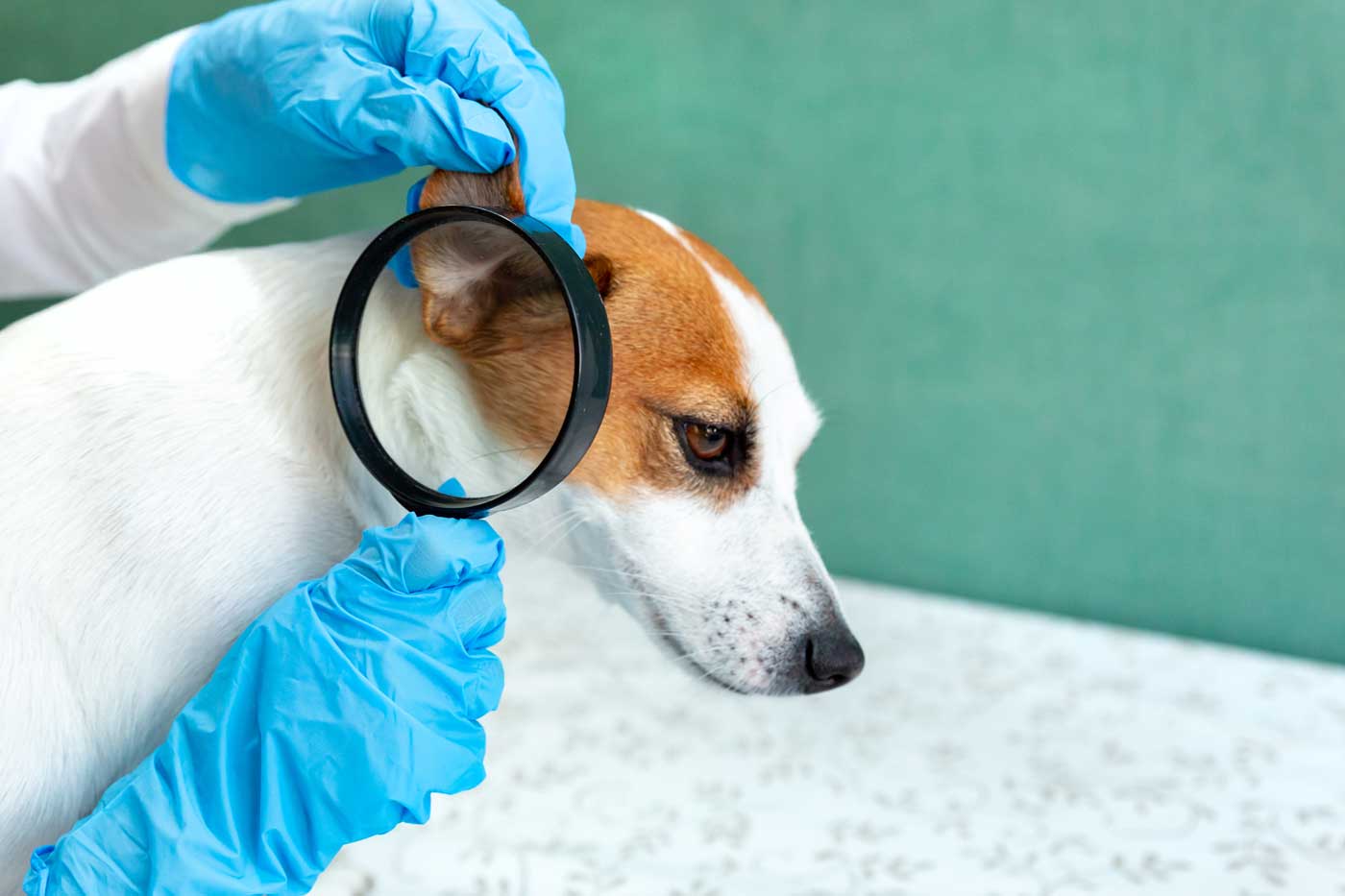 pulire orecchie cane con acqua e sale