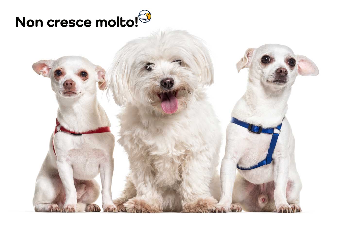 il maltese non cresce molto