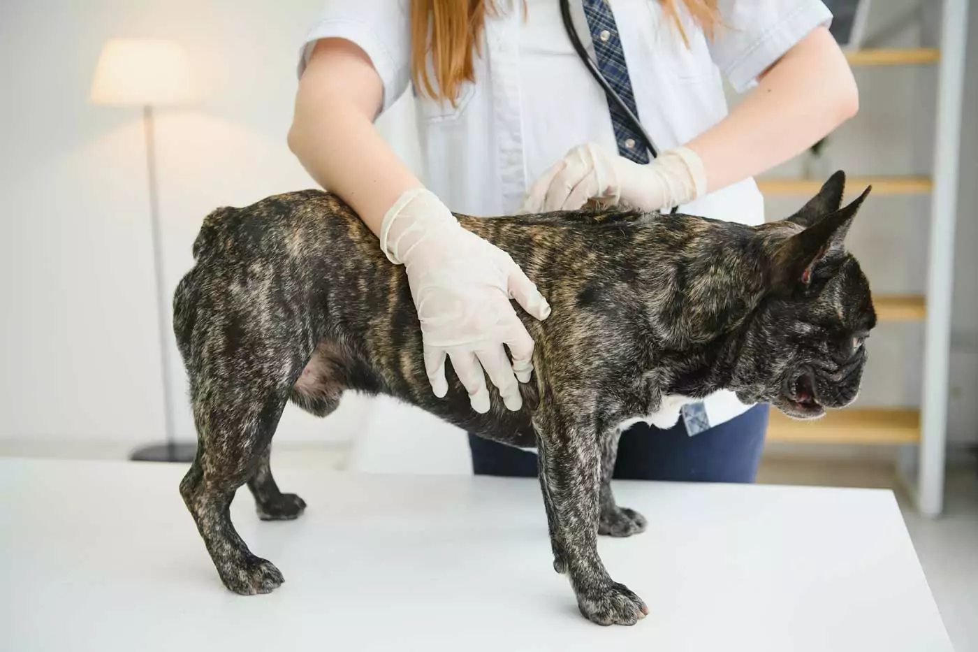 guida completa alla pancreatite del cane: sintomi, cause, trattamenti, come diagnosticarla e dieta ideale.