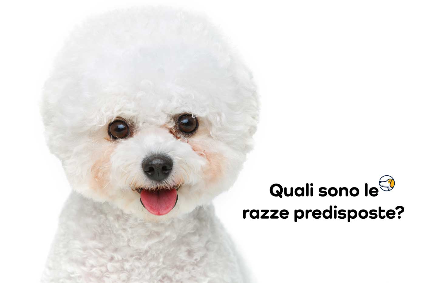 epifora razze predisposte