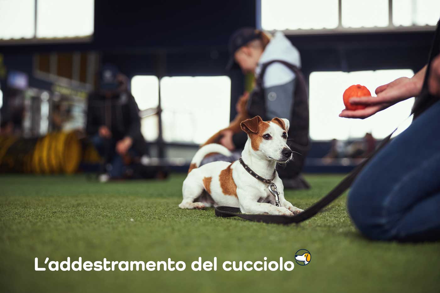 addestramento cucciolo