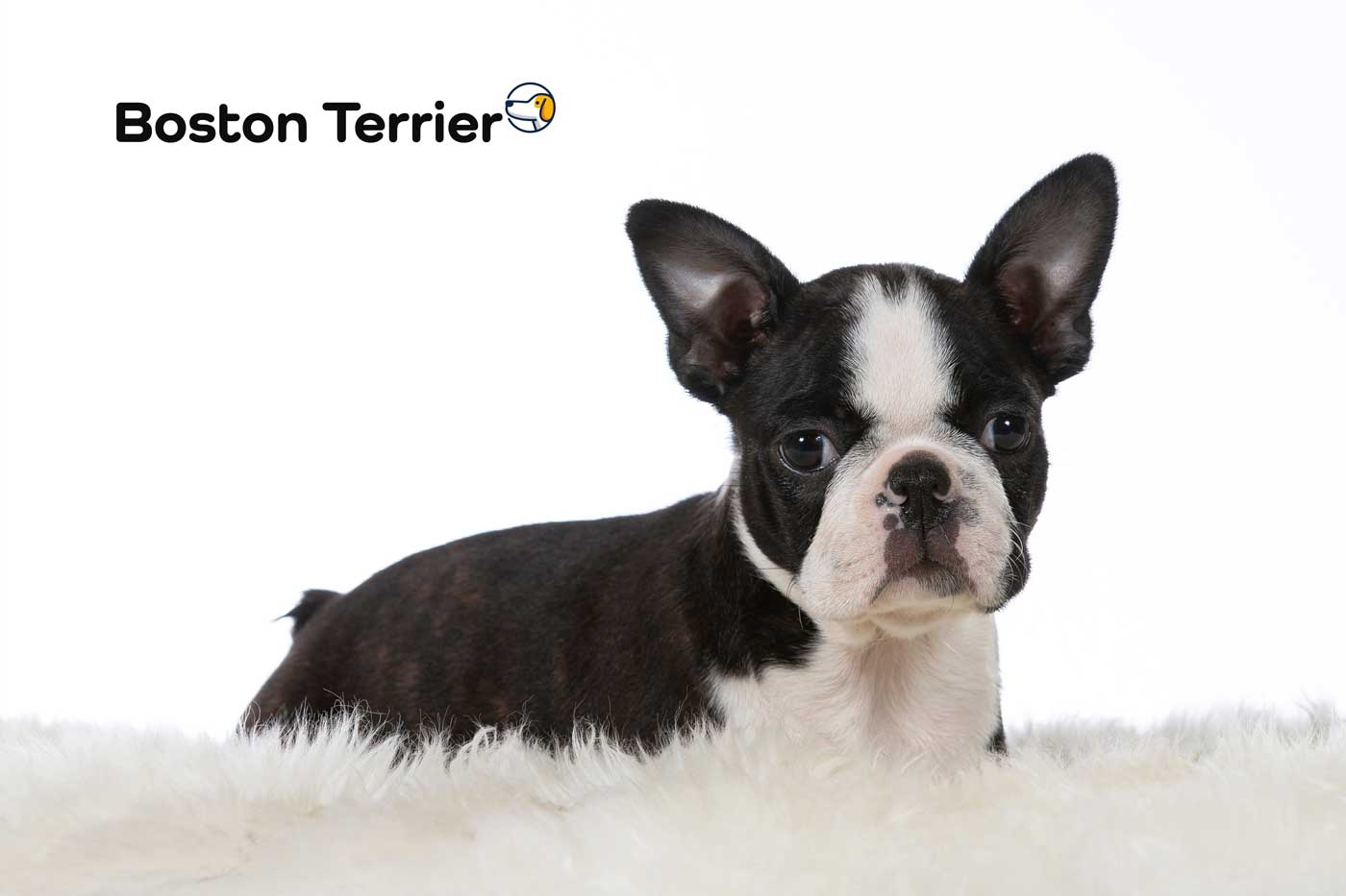 boston terrier