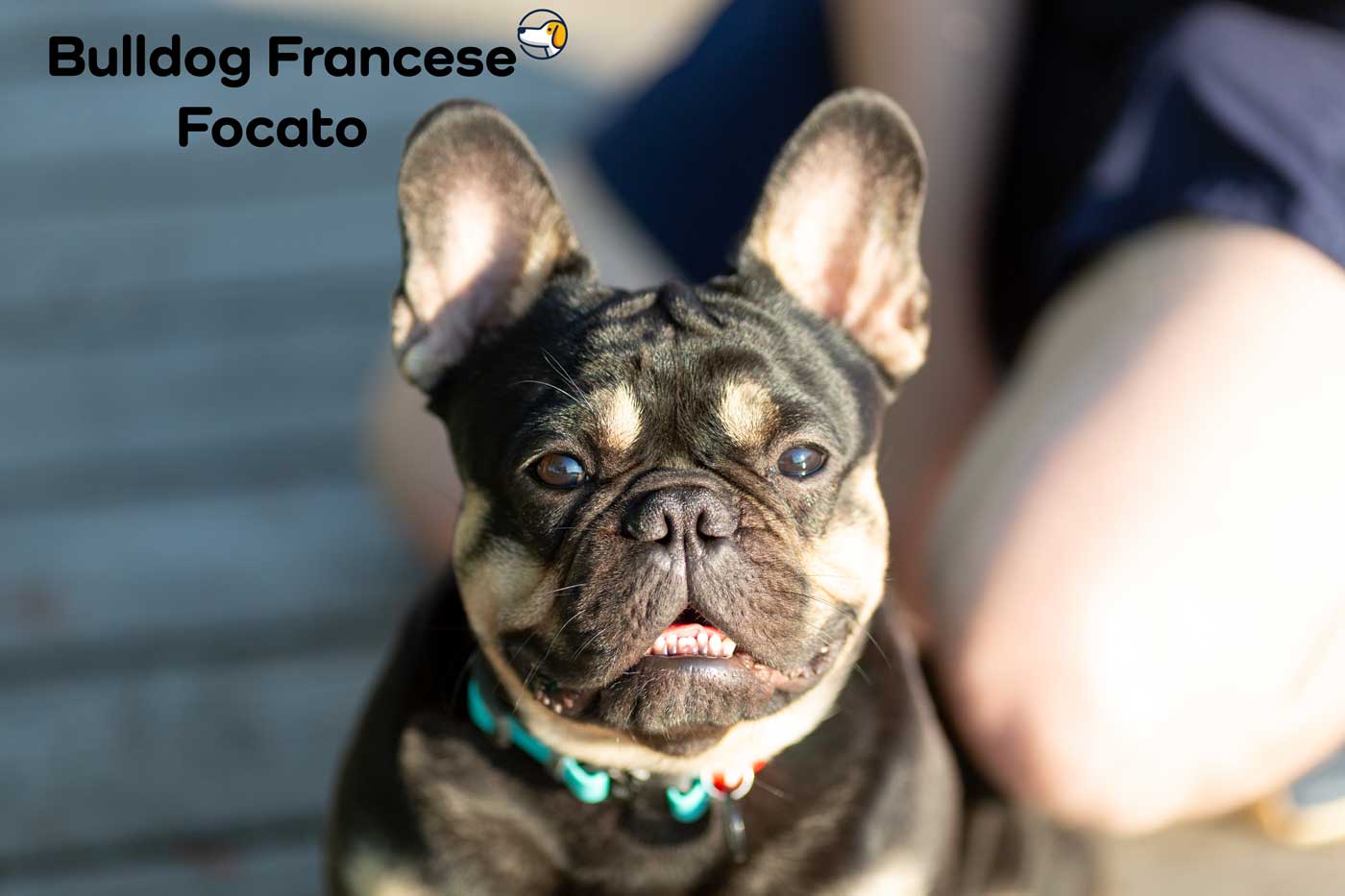 bulldog francese black and tan