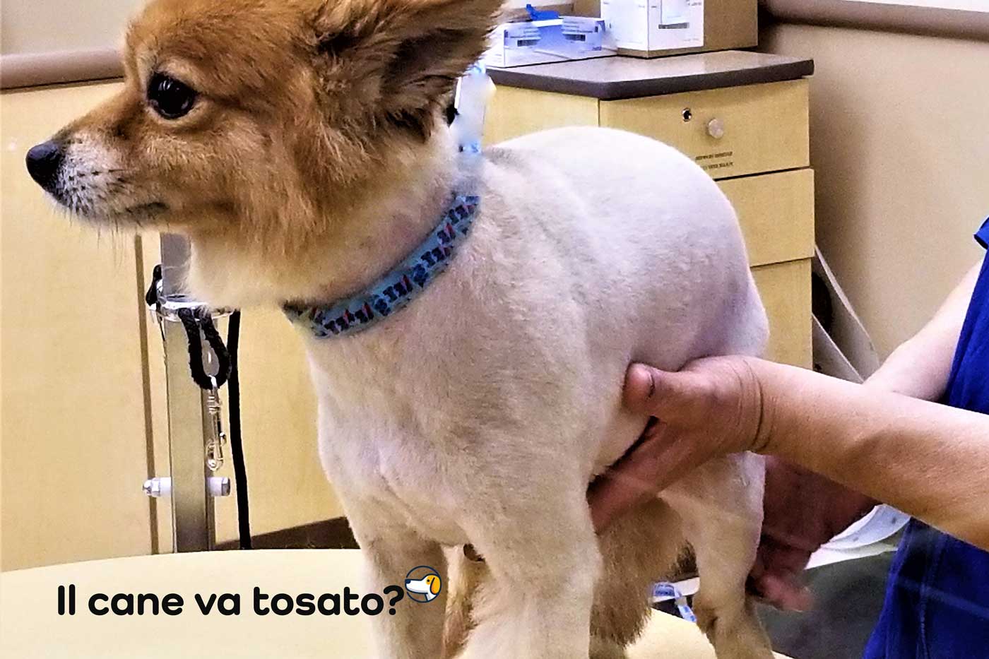 il cane non va tosato