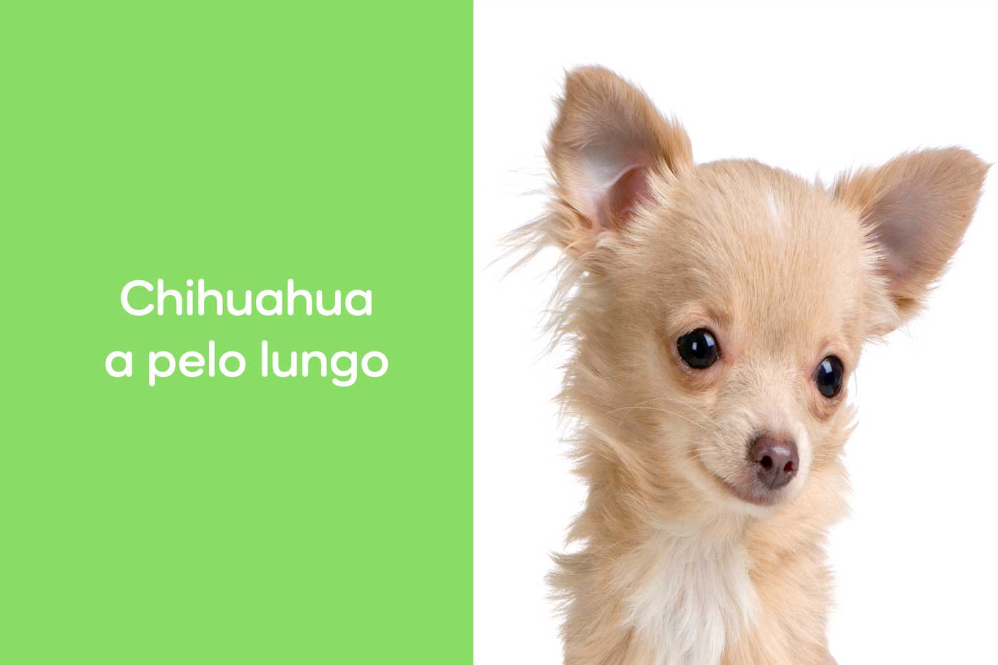 cani che non perdono pelo