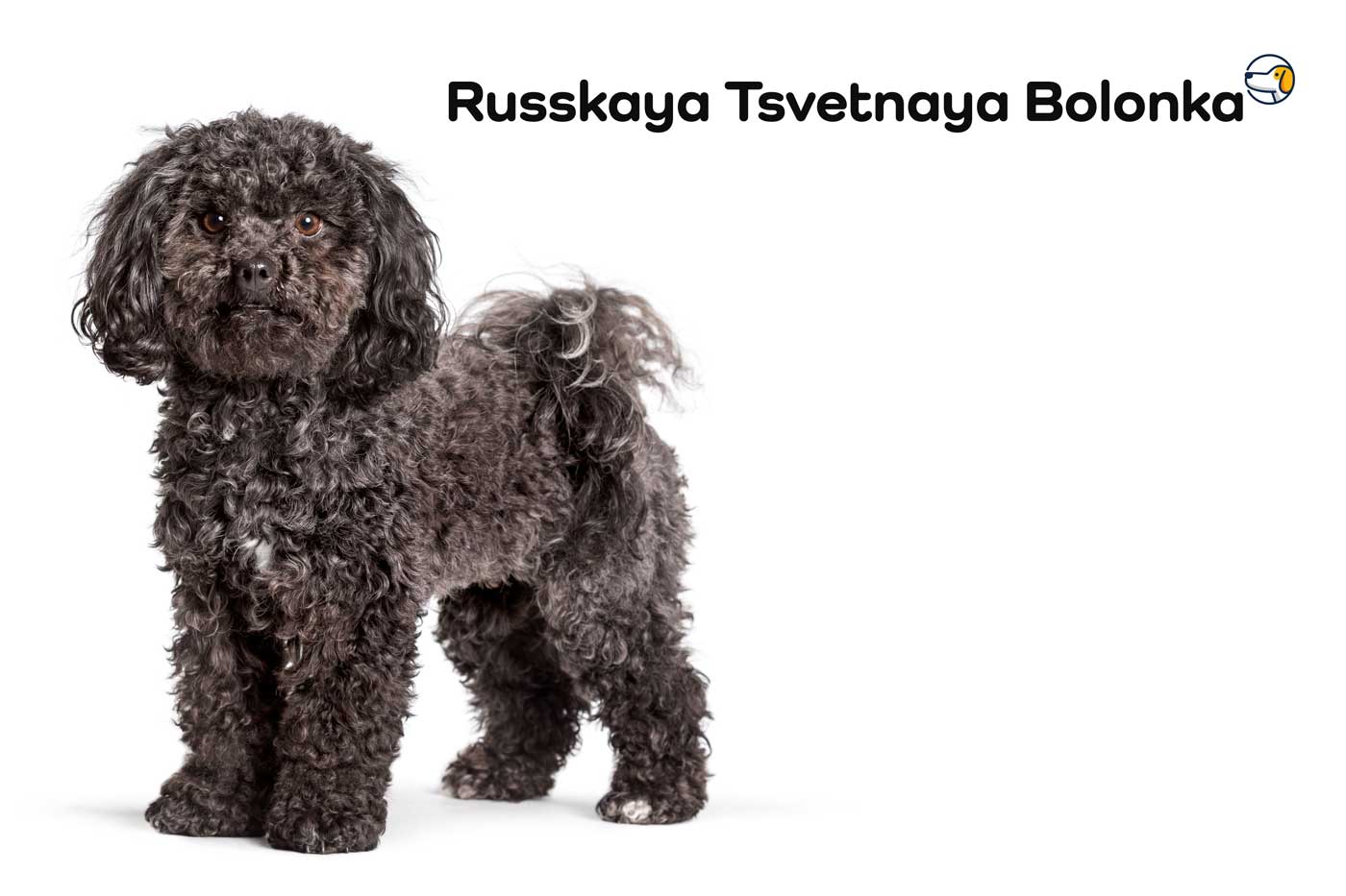 Russkaya Tsvetnaya Bolonka