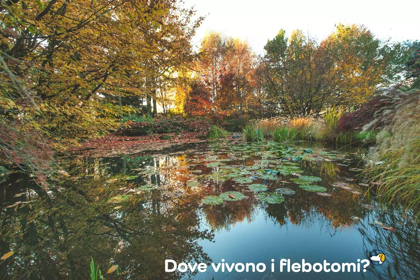 dove vivono i flebotomi