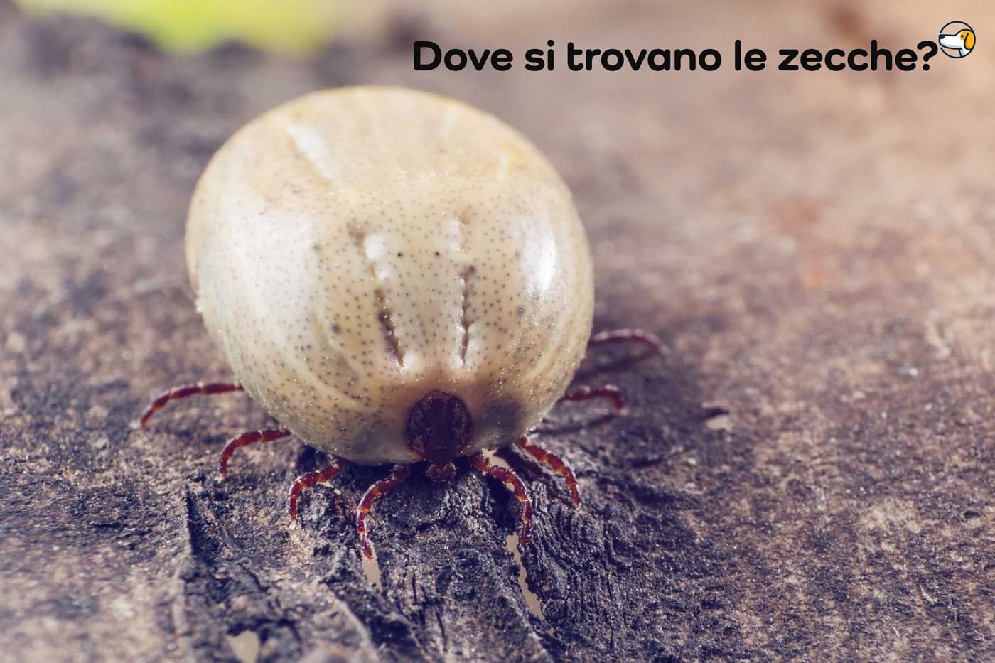 dove si trovano le zecche