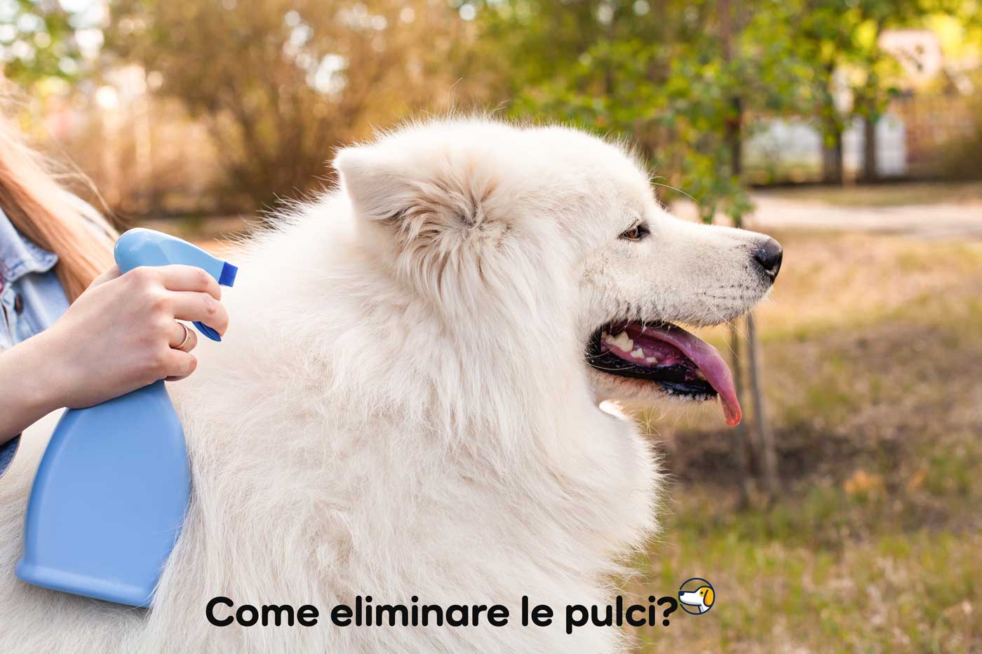 come eliminare le pulci