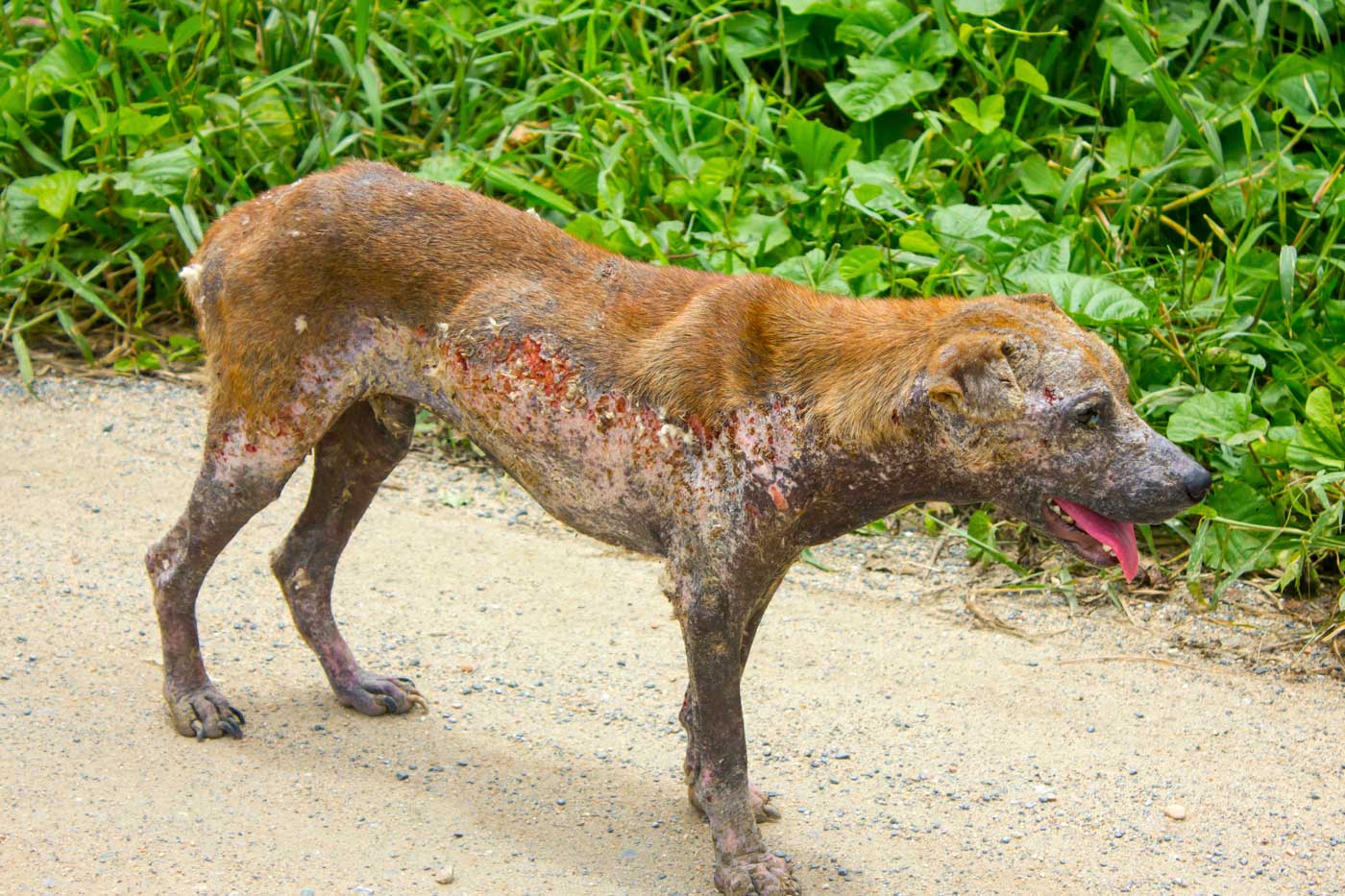 medicinali per la rogna del cane