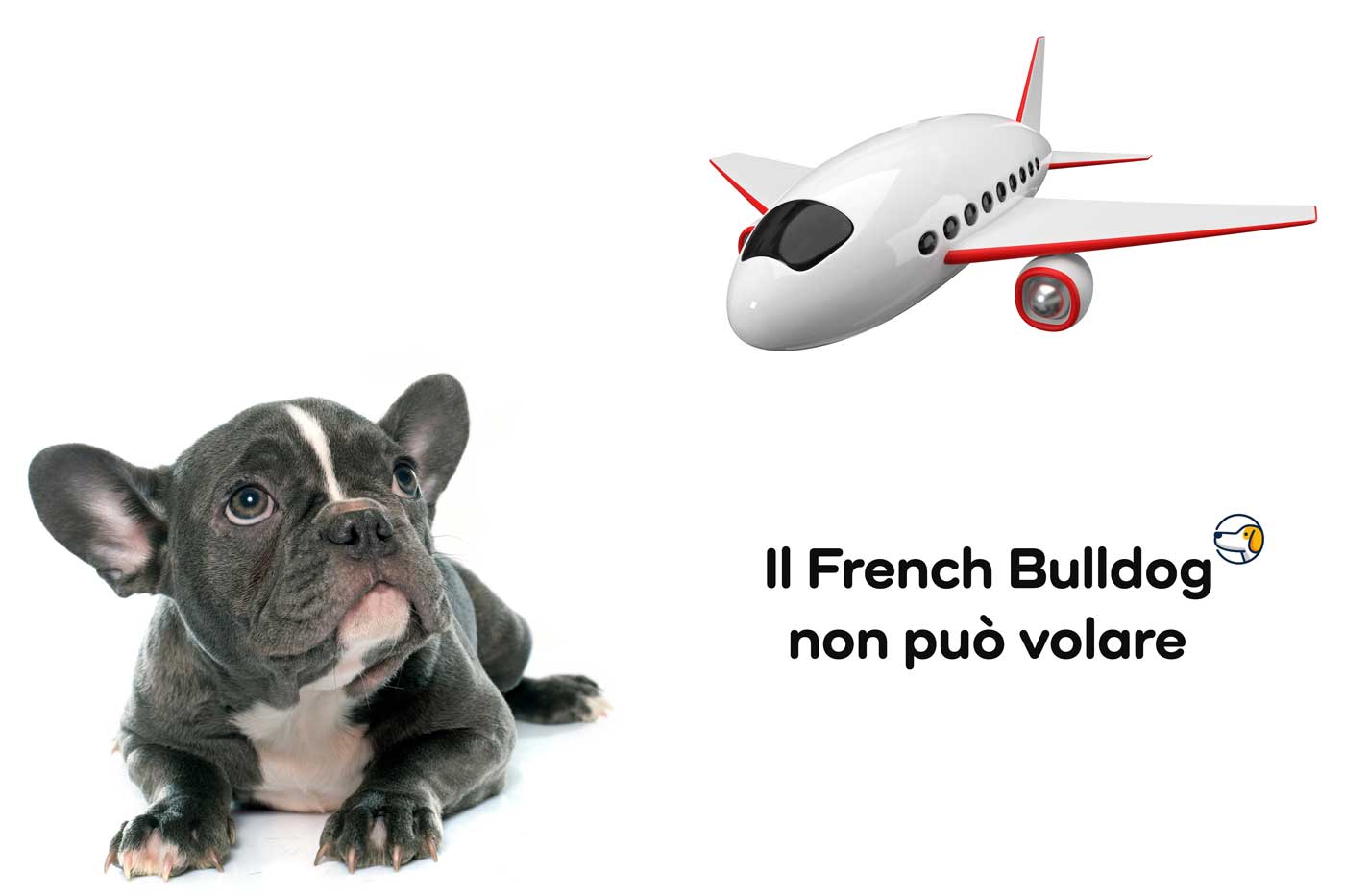 il Bulldog Francese non può volare