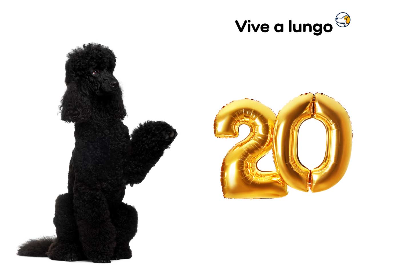 il barbone vive a lungo