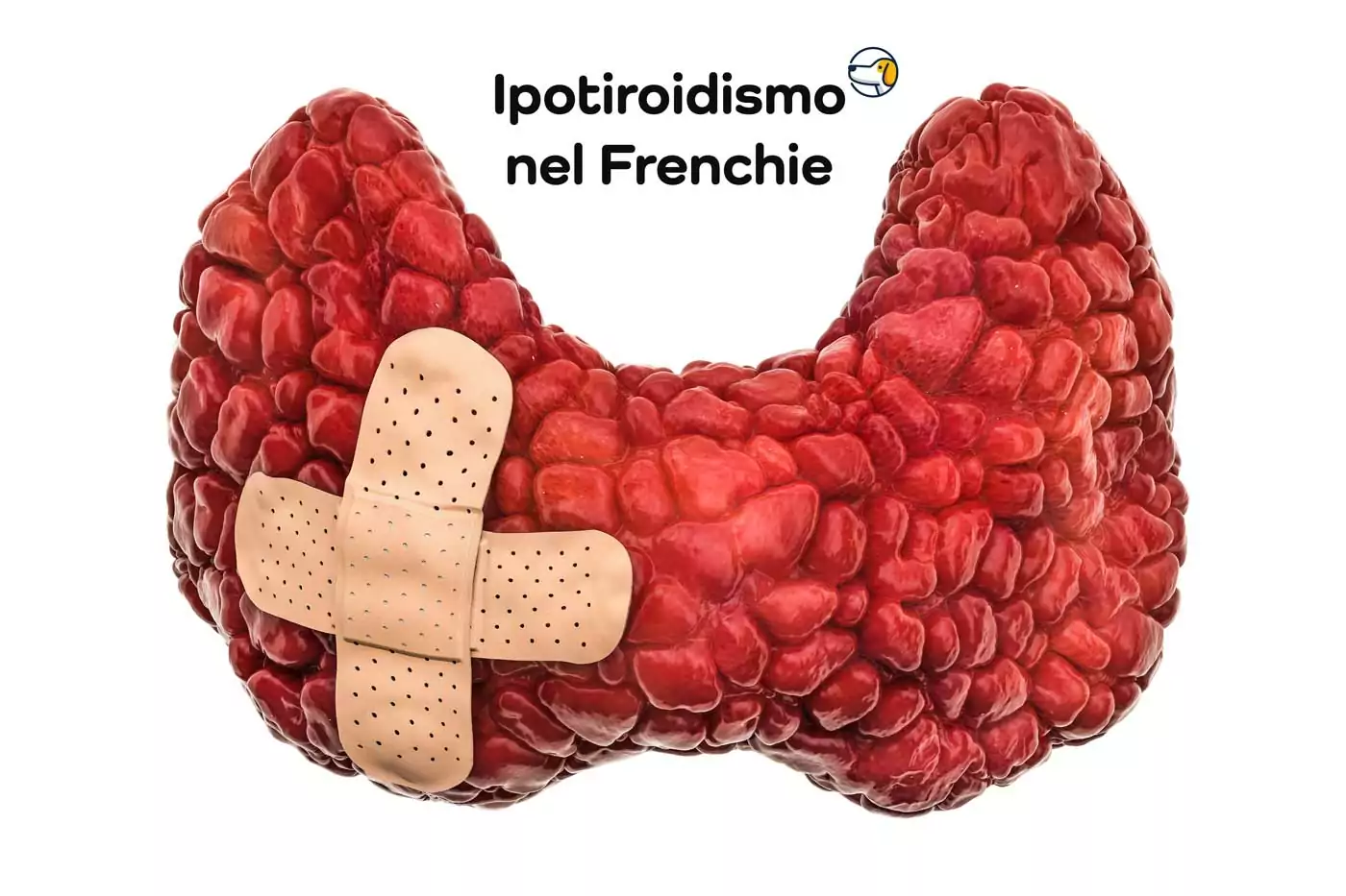 ipotiroidismo bulldog francese