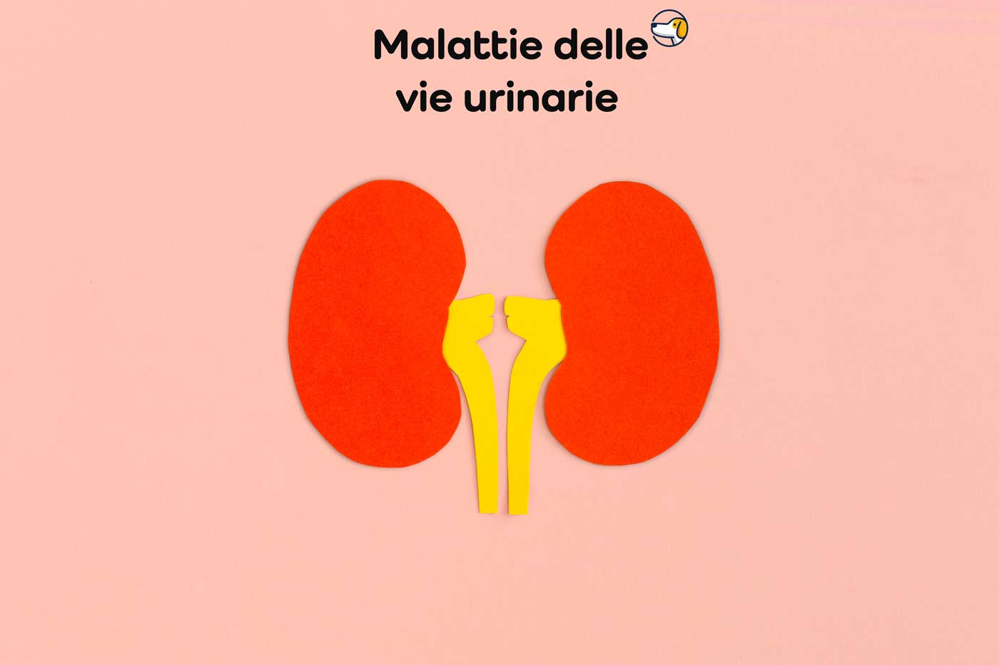 calcoli renali bulldog francese