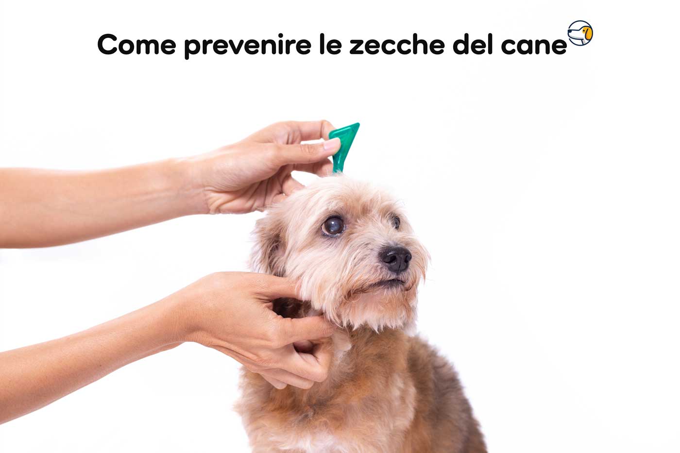 come prevenire le zecche nel cane