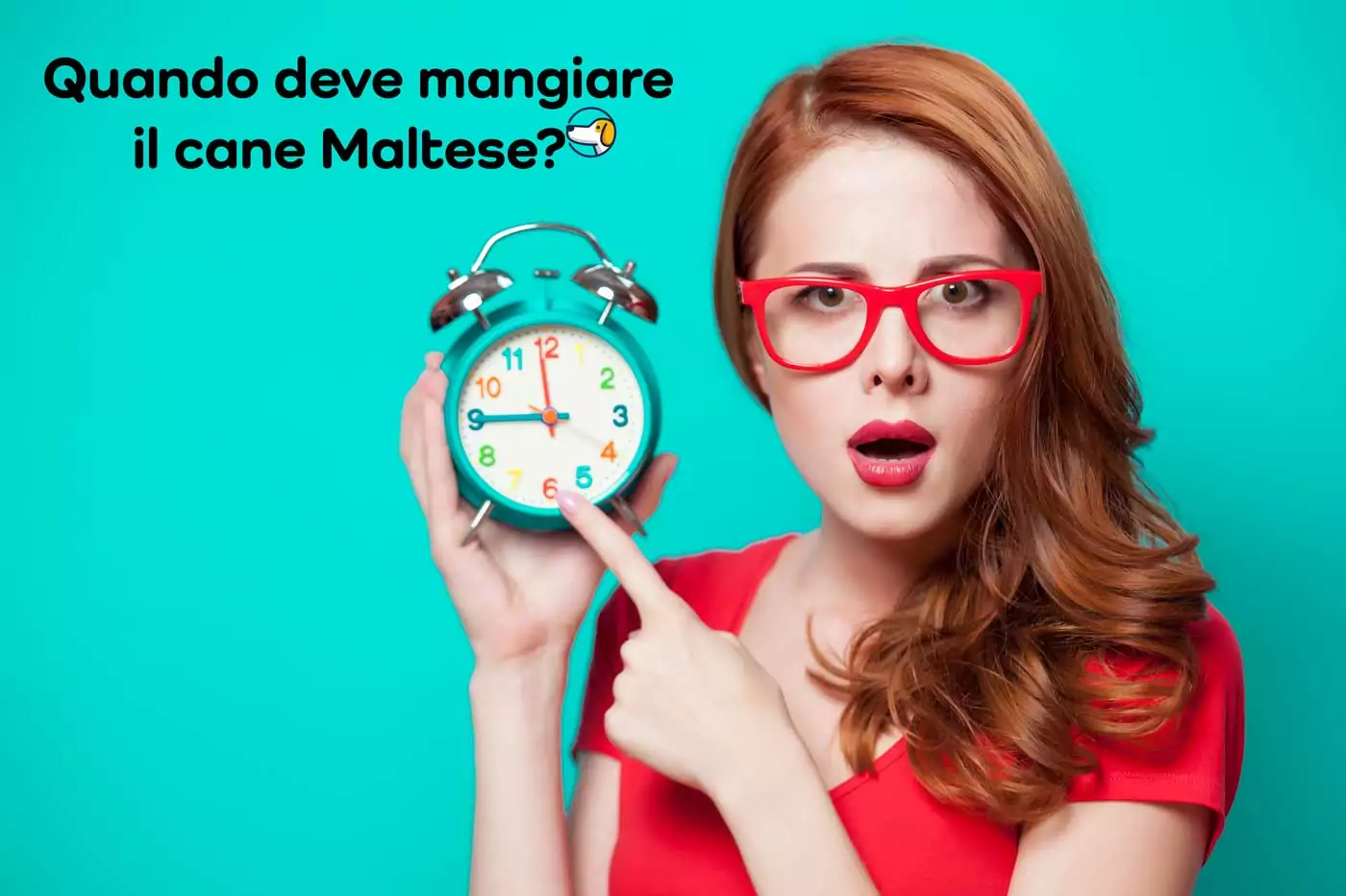quando deve mangiare il maltese