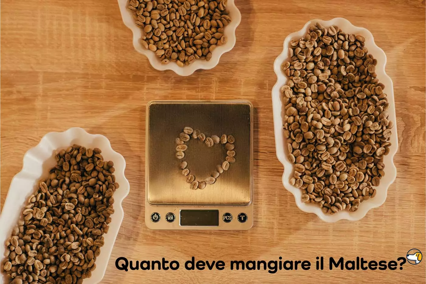 quanto deve mangiare il maltese