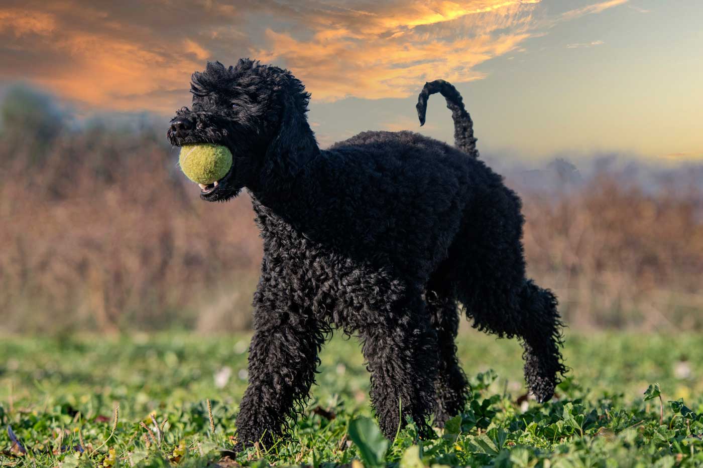 migliori tagli di pelo per barbone e barboncino con foto e descrizione