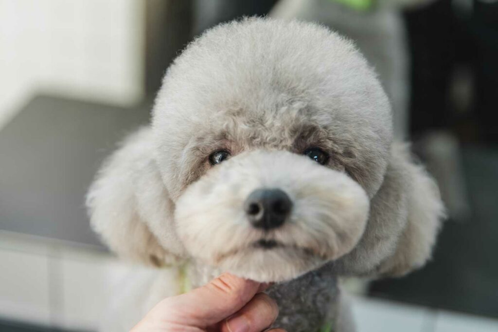 Maschietti Barboncino Nano Albicocca Milano - Foto 6