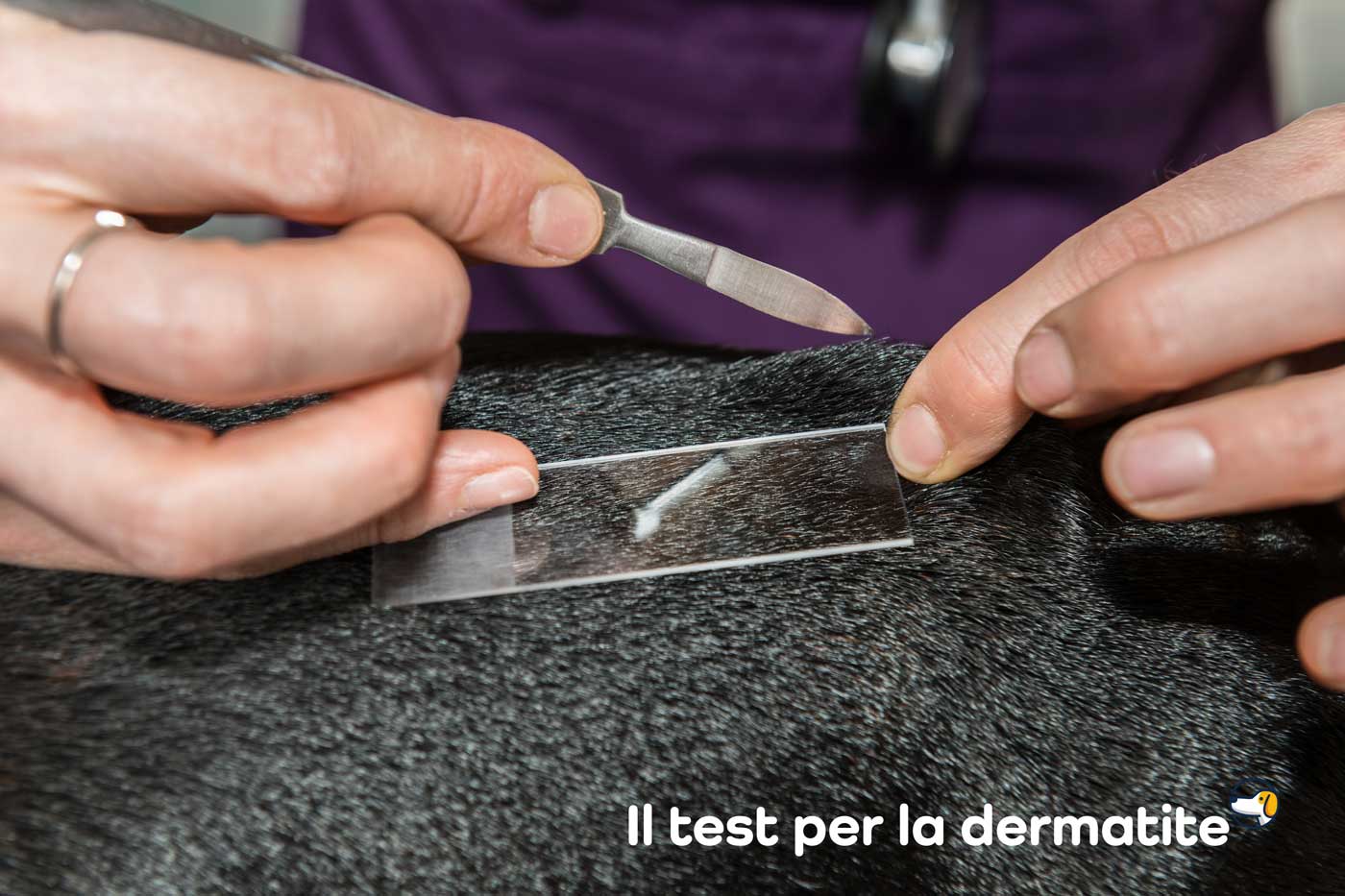 test per la dermatite nel cane raschiamento