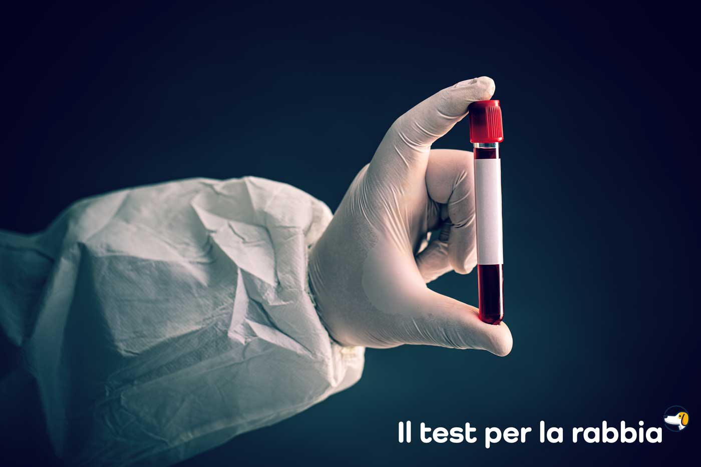 test rabbia nel cane