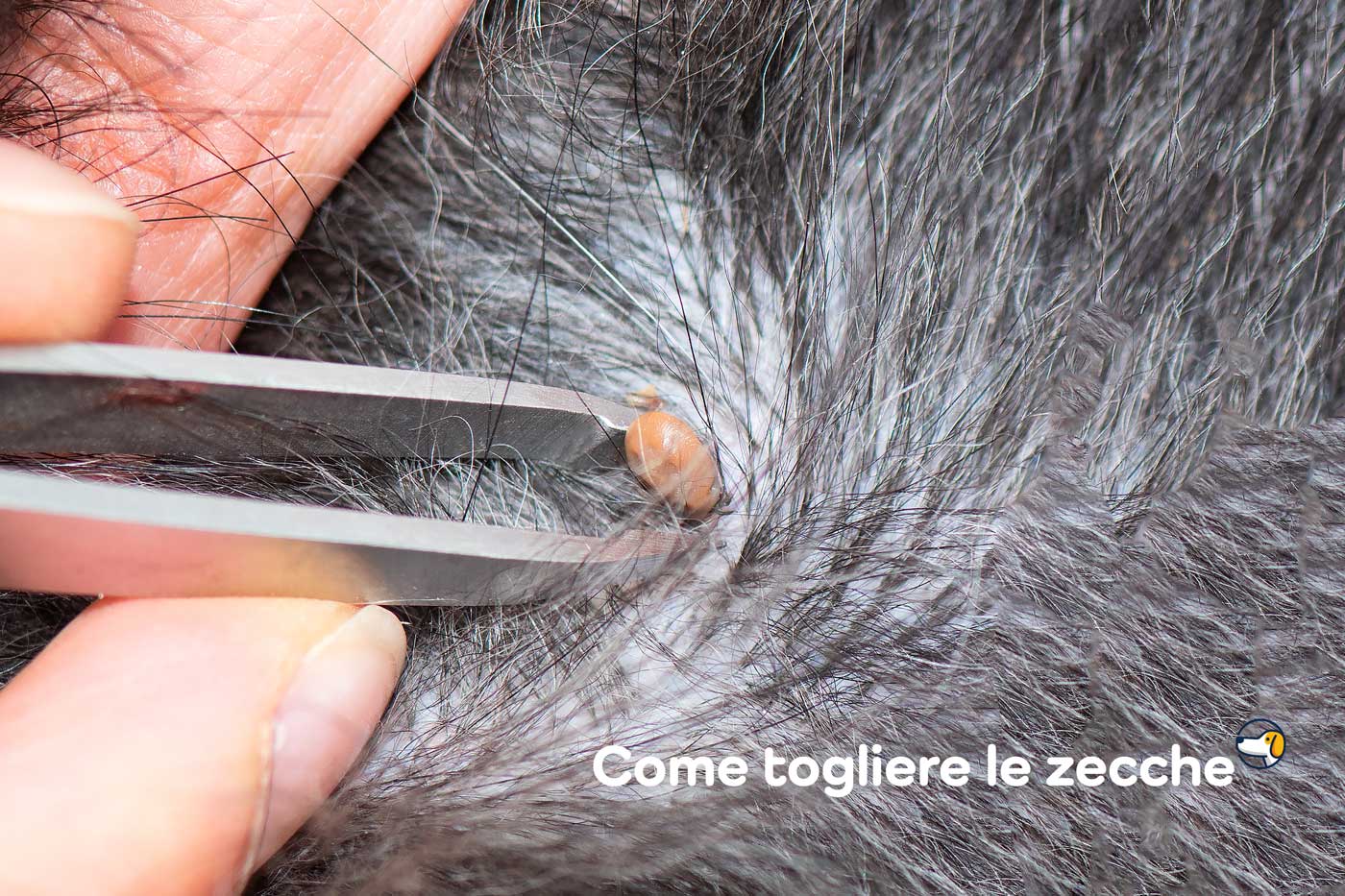 togliere le zecche al cane