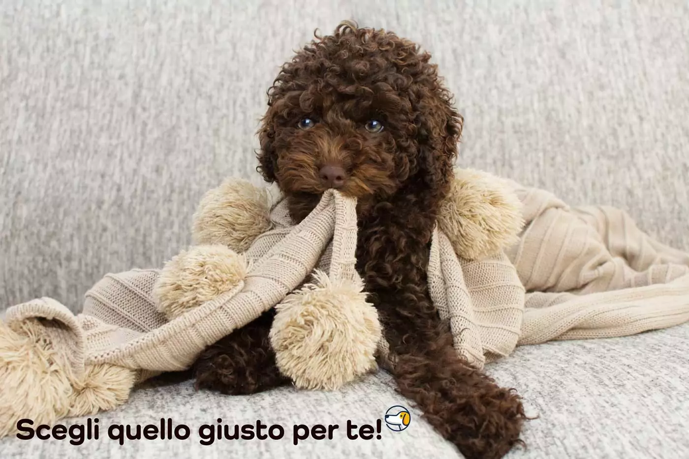 toy e nano quale scegliere