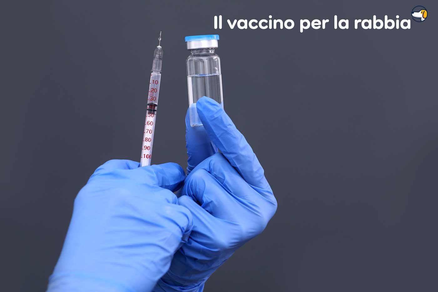vaccino rabbia nel cane